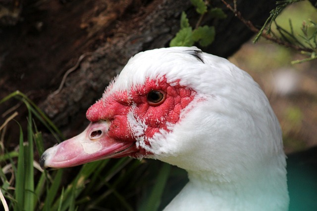 無疑將成為 無疑將成為